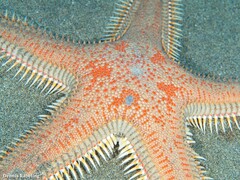 Astropecten aranciacus