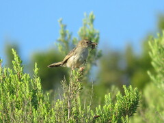 Cisticola