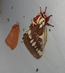 Citheronia splendens