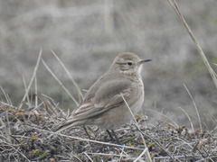 Geositta cunicularia