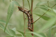 Citheronia splendens