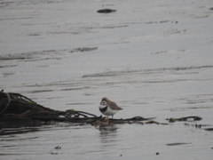 Charadrius falklandicus