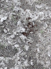 Pogonomyrmex barbatus