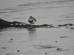 Charadrius falklandicus
