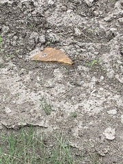 Pogonomyrmex barbatus