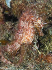 Hippocampus hippocampus