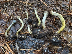 Tolypocladium longisegmentatum