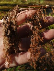 Scirpus cyperinus