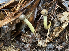 Tolypocladium longisegmentatum