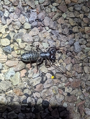 Mastigoproctus giganteus