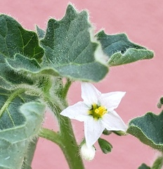 Solanum physalifolium