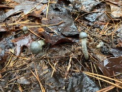 Tolypocladium longisegmentatum