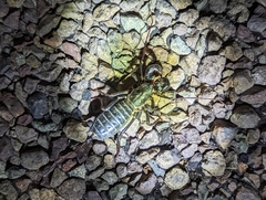 Mastigoproctus giganteus