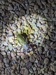 Mastigoproctus giganteus