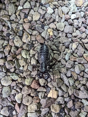 Mastigoproctus giganteus