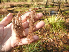 Scirpus cyperinus