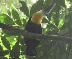 Ramphastos vitellinus