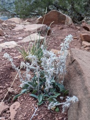 Oreocarya suffruticosa