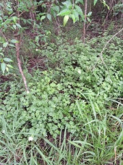Pavonia dregei