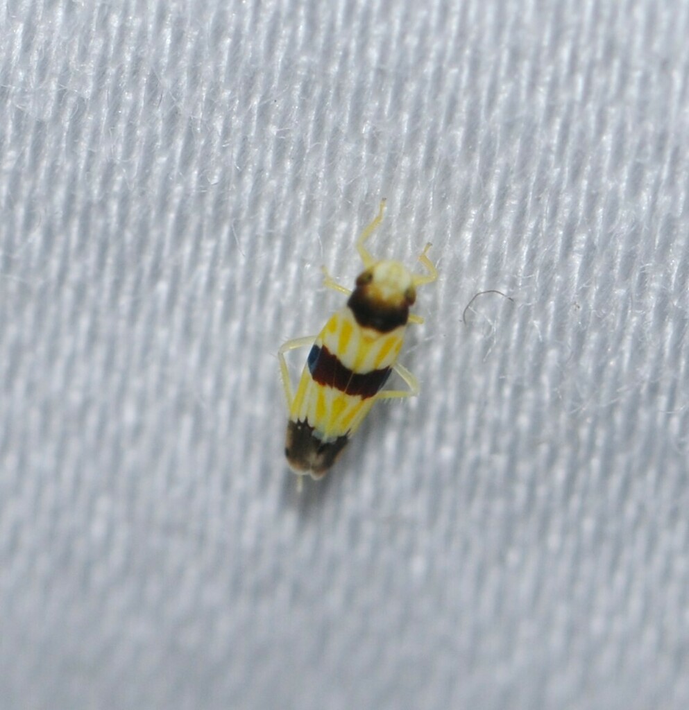 the threebanded grape leafhopper