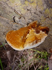 Inocutis tamaricis