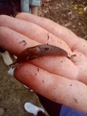 Stylommatophora