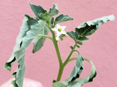 Solanum physalifolium