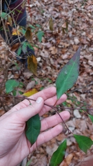 Ditrysinia fruticosa