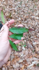 Ditrysinia fruticosa