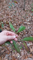 Ditrysinia fruticosa