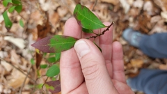 Ditrysinia fruticosa