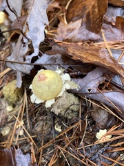 Calostoma lutescens