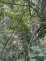 Ortalis poliocephala