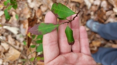 Ditrysinia fruticosa
