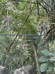 Ortalis poliocephala