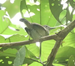 Thamnophilus murinus