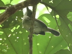 Thamnophilus murinus