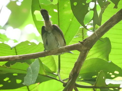 Thamnophilus murinus