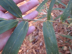 Arundinaria tecta