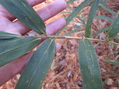 Arundinaria tecta