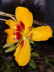 Cochlospermum wrightii
