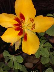 Cochlospermum wrightii