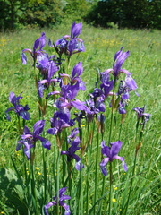 Iris sibirica