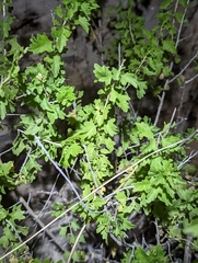 Brickellia laciniata