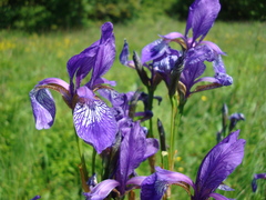 Iris sibirica