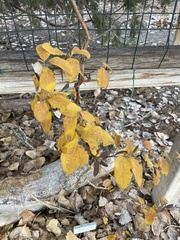 Lonicera sempervirens sempervirens