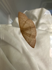 Cyclophora obstataria