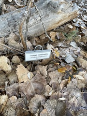 Lonicera sempervirens sempervirens