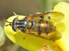Ferdinandea aurea