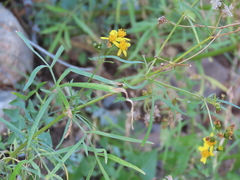 Coreocarpus arizonicus